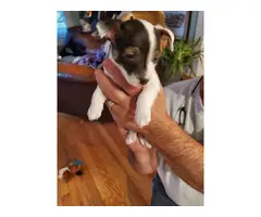 2 Jack Russell Terrier Pups for Christmas - 2