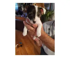2 Jack Russell Terrier Pups for Christmas - 3