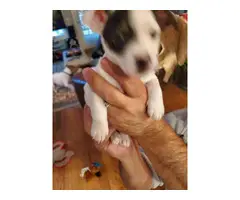 2 Jack Russell Terrier Pups for Christmas - 7