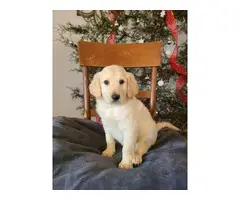 Great Pyrenees Standard Poodle puppies - 2