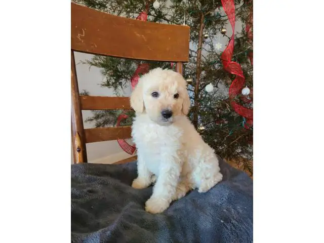 Great Pyrenees Standard Poodle puppies - 4/10