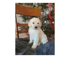 Great Pyrenees Standard Poodle puppies - 4