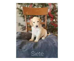 Great Pyrenees Standard Poodle puppies - 6