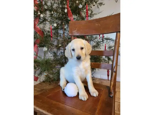 Great Pyrenees Standard Poodle puppies - 8/10