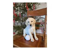 Great Pyrenees Standard Poodle puppies - 8