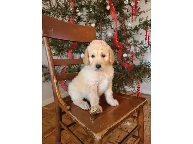 Great Pyrenees Standard Poodle puppies - 10/10