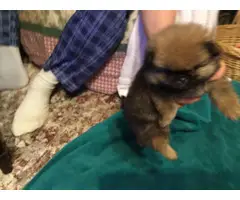 5 Pekingese puppies for sale - 2