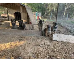 Purebred Belgian Malinois for sale - 2