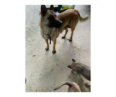 Purebred Belgian Malinois for sale - 3
