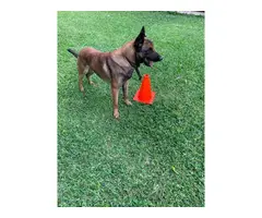 Purebred Belgian Malinois for sale - 4
