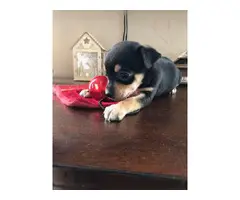 Male Chorkie puppy for adoption