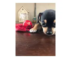 Male Chorkie puppy for adoption - 2