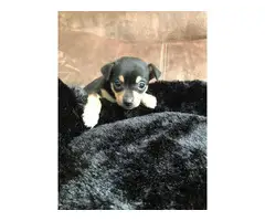 Male Chorkie puppy for adoption - 4