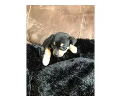 Male Chorkie puppy for adoption - 5