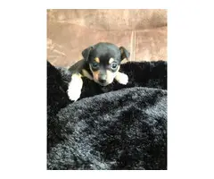 Male Chorkie puppy for adoption - 6