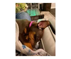 7 week old fullbreed red Doberman puppy - 5