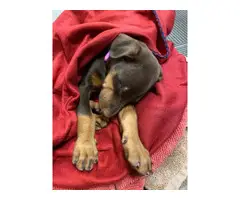 7 week old fullbreed red Doberman puppy - 6