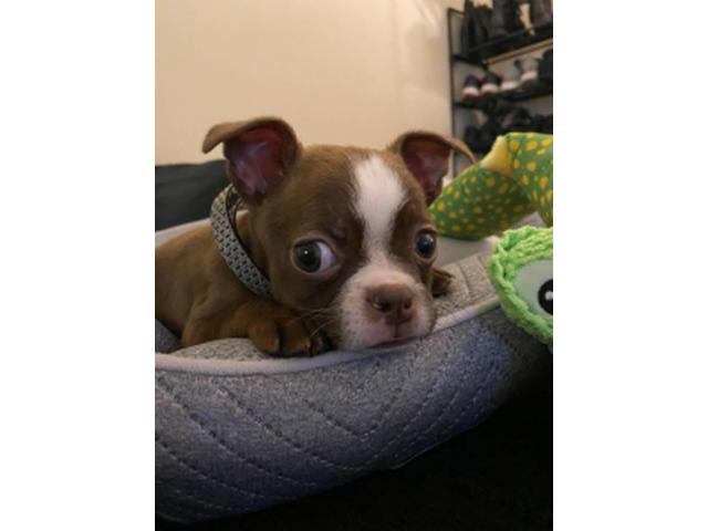 8 weeks old Frenchton Puppy for sale Jackson Puppies for