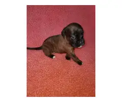 Gorgeous Boxador puppies looking for good homes