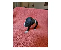 Gorgeous Boxador puppies looking for good homes - 7