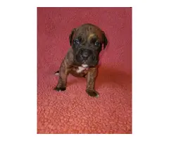 Gorgeous Boxador puppies looking for good homes - 9