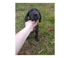 3 AKC Great dane puppies for Sale