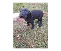 3 AKC Great dane puppies for Sale - 2
