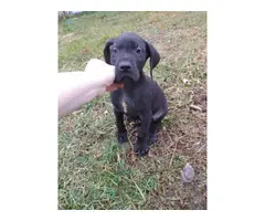 3 AKC Great dane puppies for Sale - 3