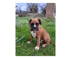 Akc boxer puppies 3 males available