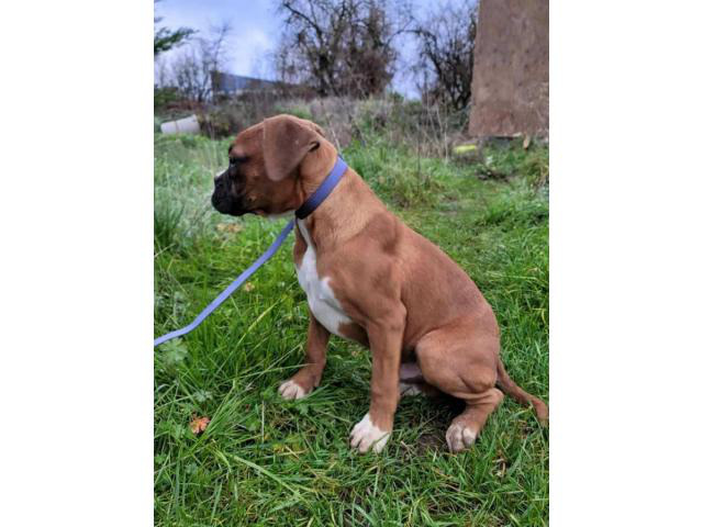 Akc boxer puppies 3 males available in Salem, Oregon