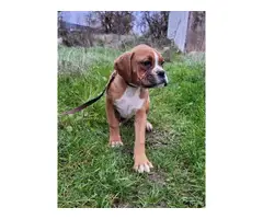 Akc boxer puppies 3 males available - 3