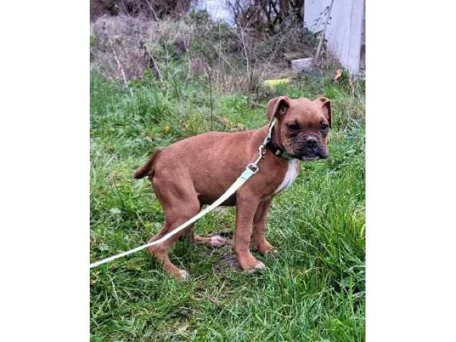 Akc boxer puppies 3 males available in Salem, Oregon ...