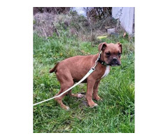 Akc boxer puppies 3 males available in Salem, Oregon - Puppies for Sale Near Me