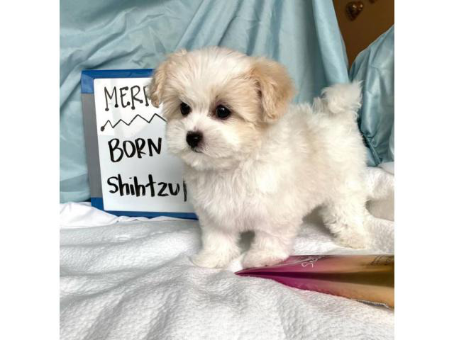 4 female Maltese Shih Tzu Puppies Los Angeles - Puppies for Sale Near Me