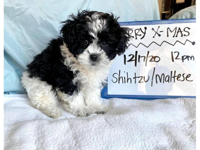 4 female Maltese Shih Tzu Puppies in Los Angeles, California - Puppies