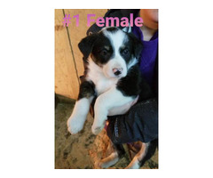Six Border Collie Puppies for sale in Mountain Grove ...