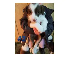 Six Border Collie Puppies for sale - 3