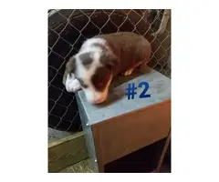 Six Border Collie Puppies for sale - 4