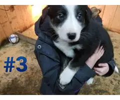 Six Border Collie Puppies for sale - 5