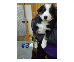 Six Border Collie Puppies for sale - 6