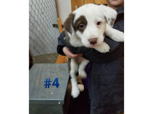 Six Border Collie Puppies for sale in Mountain Grove ...