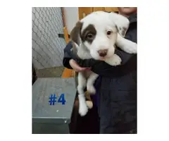 Six Border Collie Puppies for sale - 8