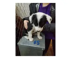Six Border Collie Puppies for sale - 9