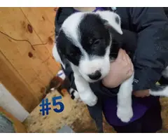 Six Border Collie Puppies for sale - 10