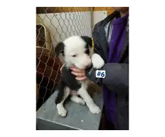 Six Border Collie Puppies for sale - 11