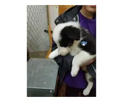Six Border Collie Puppies for sale - 12