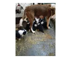 Six Border Collie Puppies for sale - 13