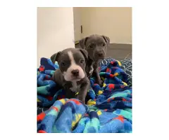 2 full blooded blue nose pitbull puppies