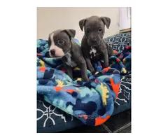 2 full blooded blue nose pitbull puppies - 2