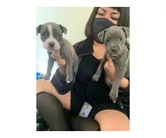 2 full blooded blue nose pitbull puppies - 3